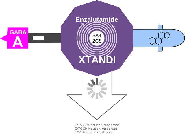 Enzalutamide ballicule: receptor binding, kinetics and half-life diagram