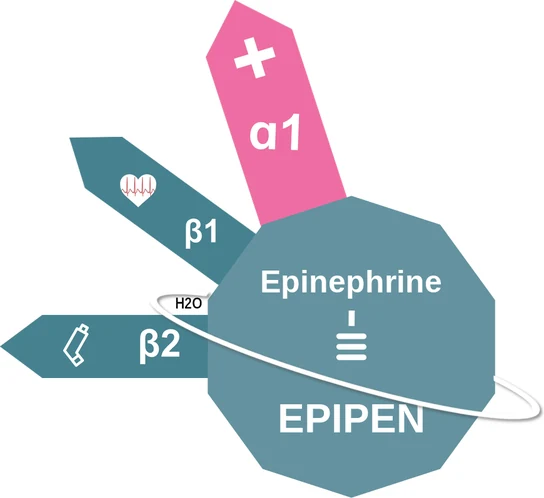 Epinephrine ballicule — decagon mechanism diagram