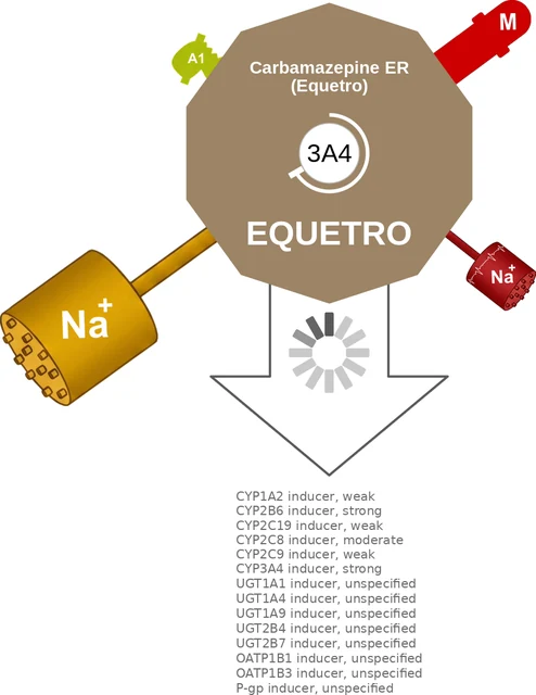 Carbamazepine ER (Equetro) ballicule: receptor binding, kinetics and half-life diagram