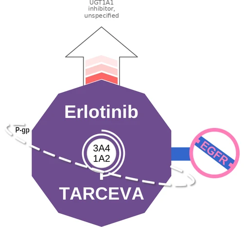 Erlotinib ballicule — decagon mechanism diagram