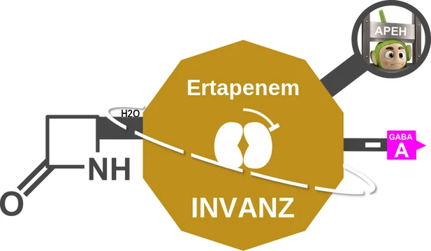 Ertapenem ballicule: receptor binding, kinetics and half-life diagram