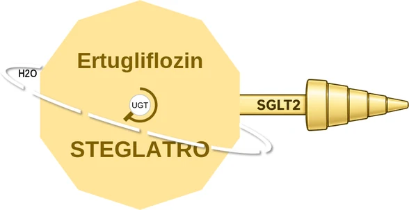 Ertugliflozin ballicule — decagon mechanism diagram