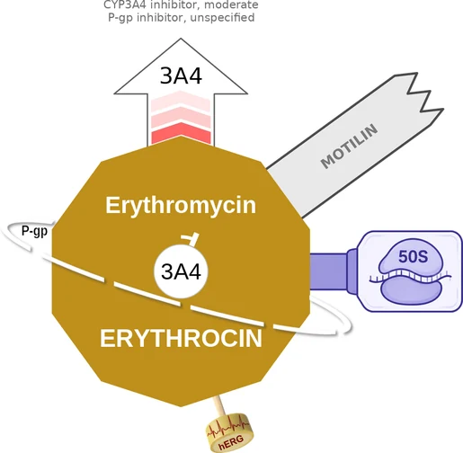 Erythromycin ballicule: receptor binding, kinetics and half-life diagram