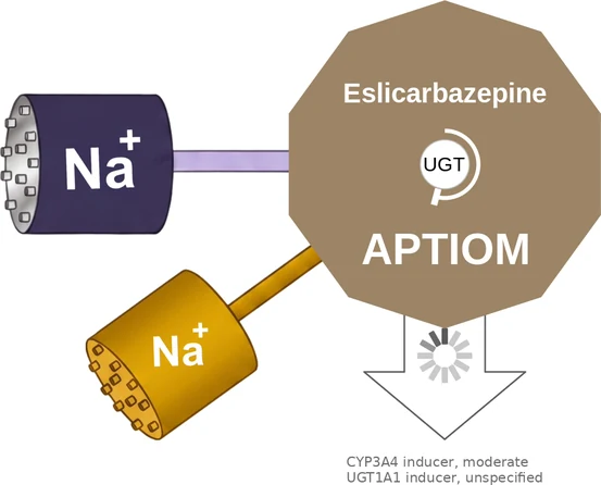 Eslicarbazepine ballicule — decagon mechanism diagram