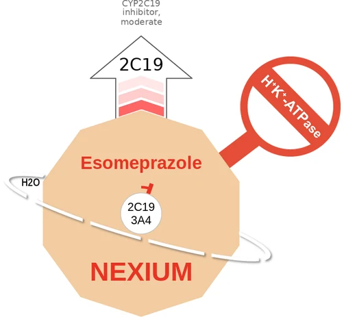 Esomeprazole ballicule: receptor binding, kinetics and half-life diagram