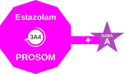 Estazolam ballicule: receptor binding, kinetics and half-life diagram