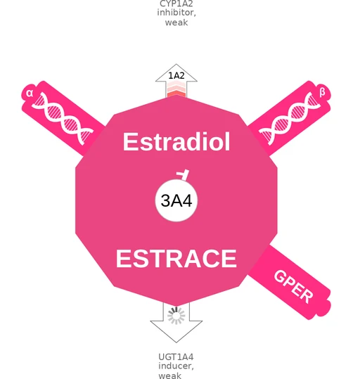 Estradiol ballicule: receptor binding, kinetics and half-life diagram