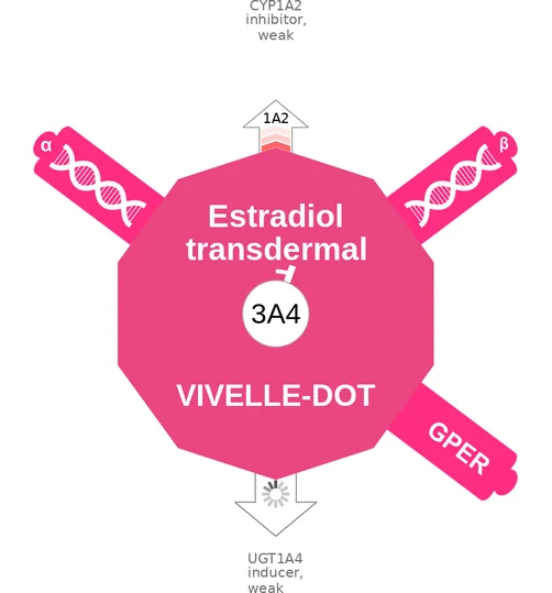 Estradiol transdermal ballicule: receptor binding, kinetics and half-life diagram