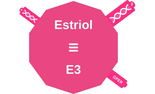 Estriol ballicule: receptor binding, kinetics and half-life diagram