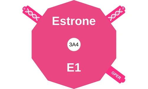 Estrone ballicule: receptor binding, kinetics and half-life diagram