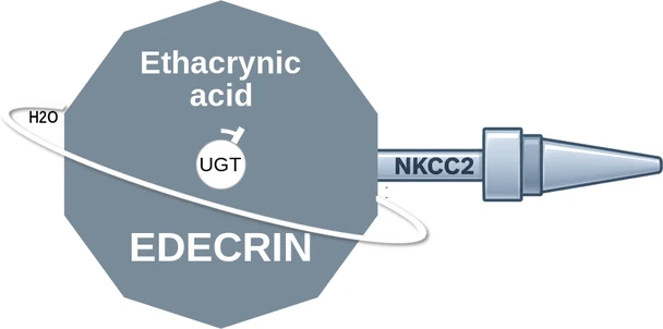 Ethacrynic acid ballicule — decagon mechanism diagram