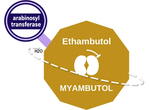 Ethambutol ballicule — decagon mechanism diagram