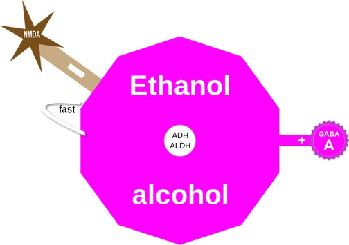 Ethanol ballicule: receptor binding, kinetics and half-life diagram