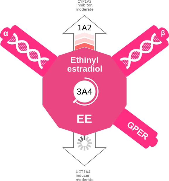 Ethinyl estradiol ballicule: receptor binding, kinetics and half-life diagram