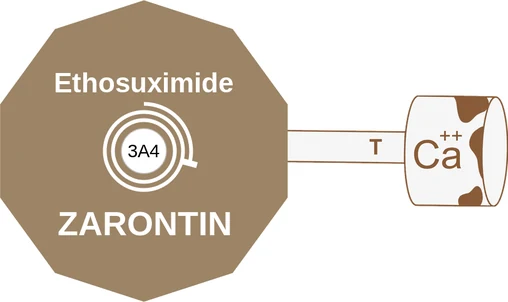 Ethosuximide ballicule: receptor binding, kinetics and half-life diagram