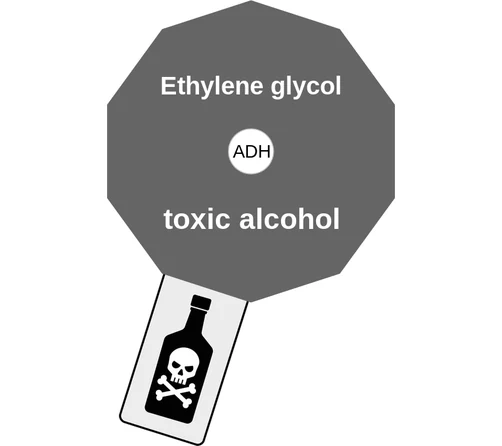 Ethylene glycol ballicule — decagon mechanism diagram