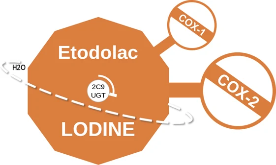 Etodolac ballicule: receptor binding, kinetics and half-life diagram
