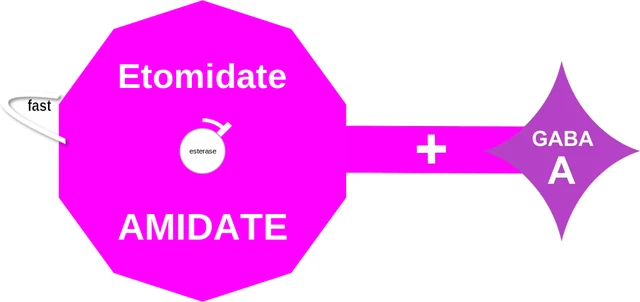 Etomidate ballicule: receptor binding, kinetics and half-life diagram