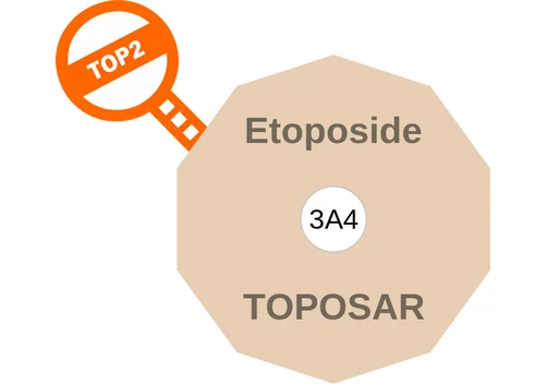 Etoposide ballicule: receptor binding, kinetics and half-life diagram