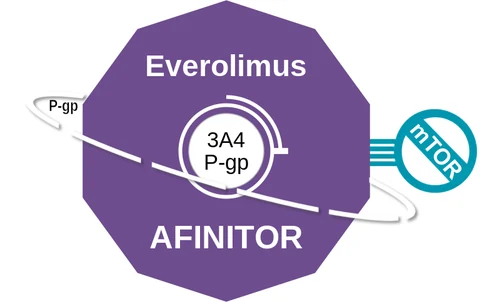Everolimus ballicule: receptor binding, kinetics and half-life diagram
