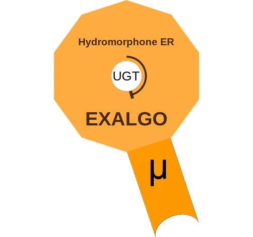 Hydromorphone ER ballicule: receptor binding, kinetics and half-life diagram