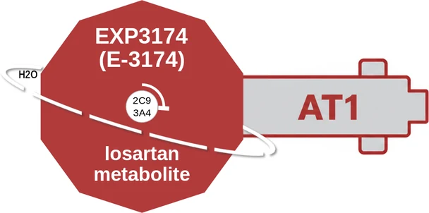 EXP3174 (E-3174) ballicule: receptor binding, kinetics and half-life diagram