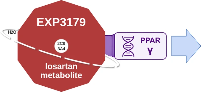 EXP3179 ballicule: receptor binding, kinetics and half-life diagram