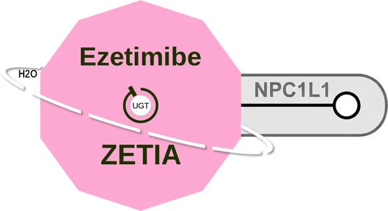 Ezetimibe ballicule: receptor binding, kinetics and half-life diagram