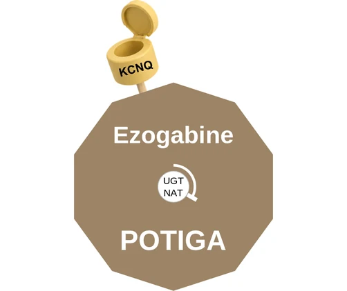 Ezogabine ballicule: receptor binding, kinetics and half-life diagram