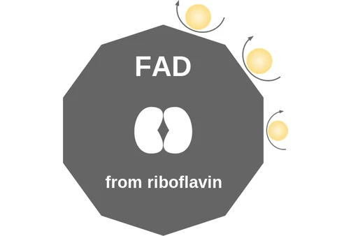 FAD ballicule: receptor binding, kinetics and half-life diagram
