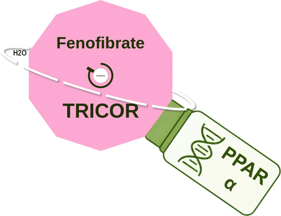 Fenofibrate ballicule: receptor binding, kinetics and half-life diagram