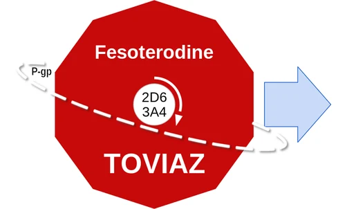 Fesoterodine ballicule — decagon mechanism diagram