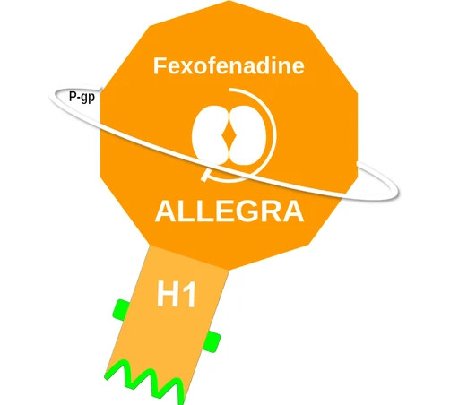 Fexofenadine ballicule: receptor binding, kinetics and half-life diagram