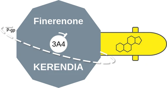 Finerenone ballicule: receptor binding, kinetics and half-life diagram