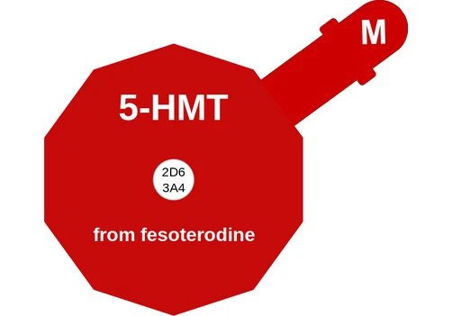 5-HMT ballicule: receptor binding, kinetics and half-life diagram