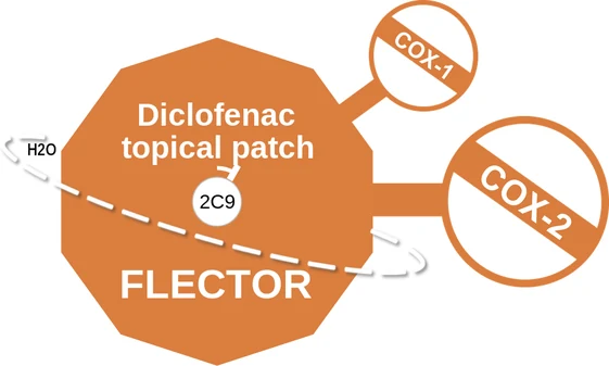 Diclofenac topical patch ballicule: receptor binding, kinetics and half-life diagram