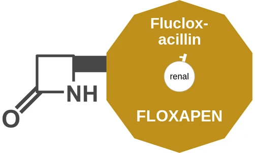 Flucloxacillin ballicule: receptor binding, kinetics and half-life diagram