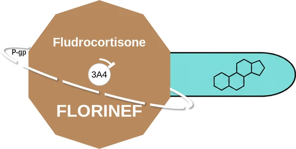 Fludrocortisone ballicule: receptor binding, kinetics and half-life diagram