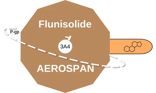 Flunisolide ballicule — decagon mechanism diagram