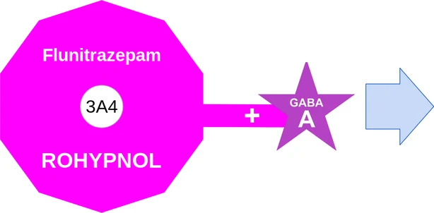 Flunitrazepam ballicule: receptor binding, kinetics and half-life diagram
