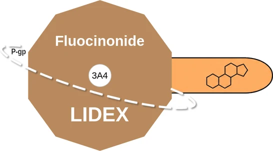 Fluocinonide ballicule: receptor binding, kinetics and half-life diagram
