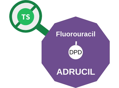Fluorouracil ballicule — decagon mechanism diagram