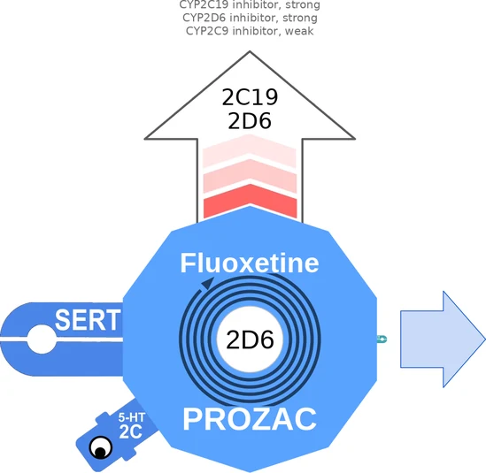 Fluoxetine ballicule: receptor binding, kinetics and half-life diagram