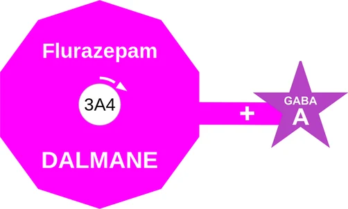 Flurazepam ballicule: receptor binding, kinetics and half-life diagram