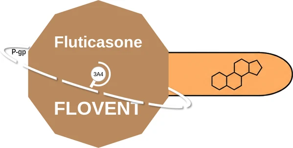 Fluticasone ballicule: receptor binding, kinetics and half-life diagram