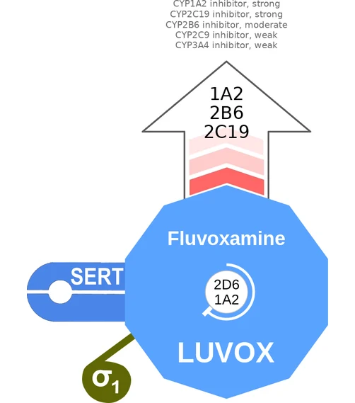 Fluvoxamine ballicule: receptor binding, kinetics and half-life diagram
