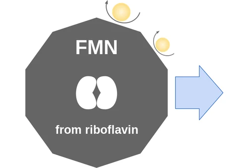 FMN ballicule: receptor binding, kinetics and half-life diagram