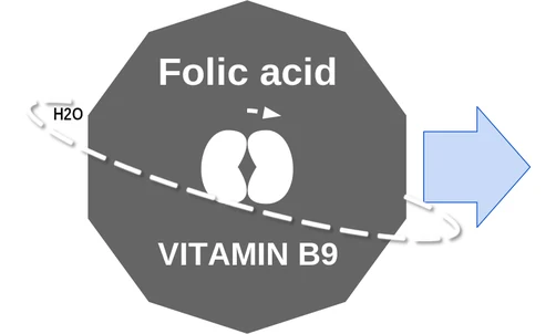 Folic acid ballicule — decagon mechanism diagram