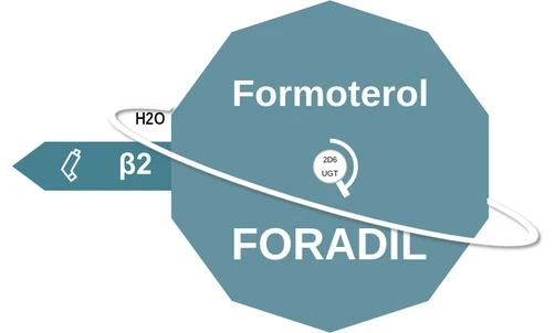 Formoterol ballicule: receptor binding, kinetics and half-life diagram