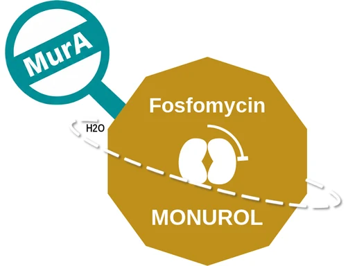 Fosfomycin ballicule: receptor binding, kinetics and half-life diagram